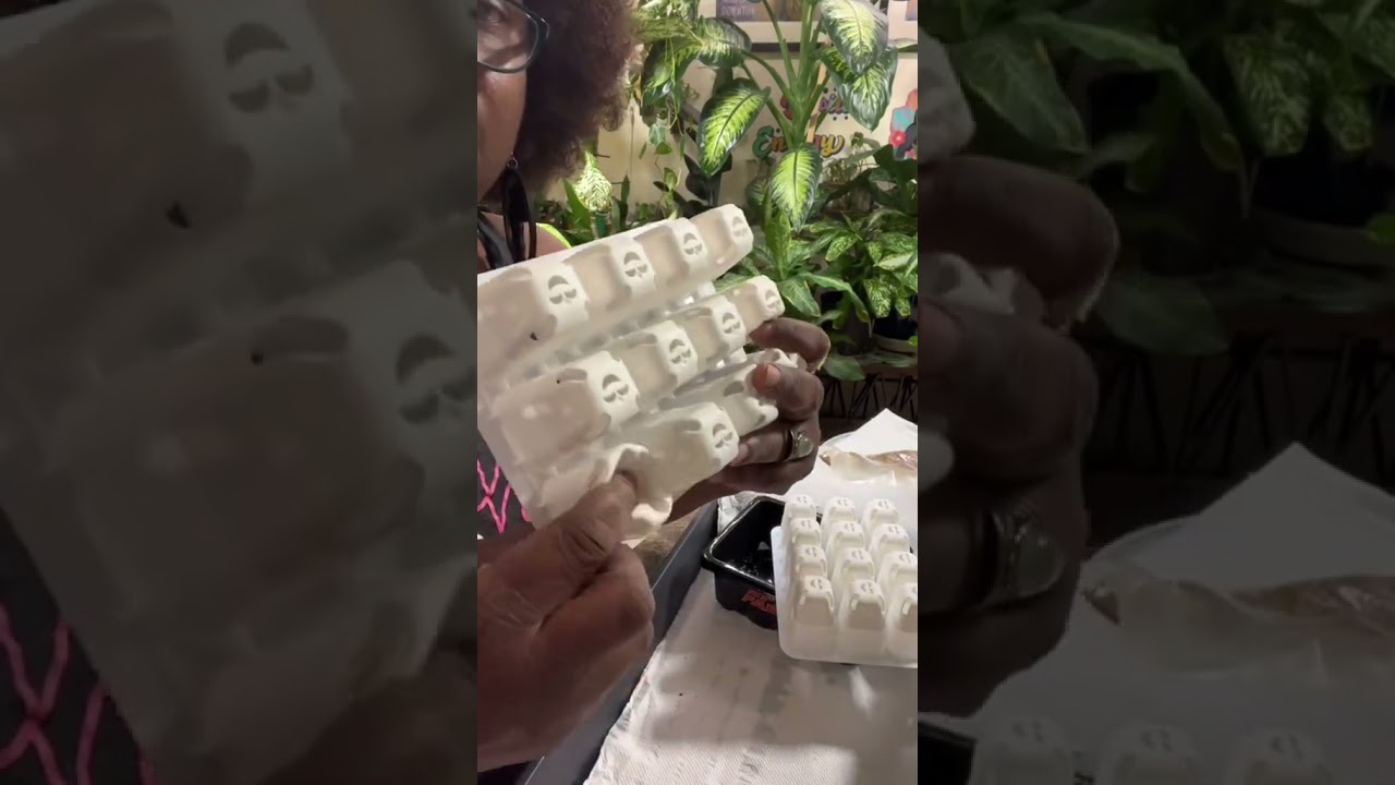 From Seed To Sprout: My Lemon Journey With Spider Farmer Seed Starter Tray