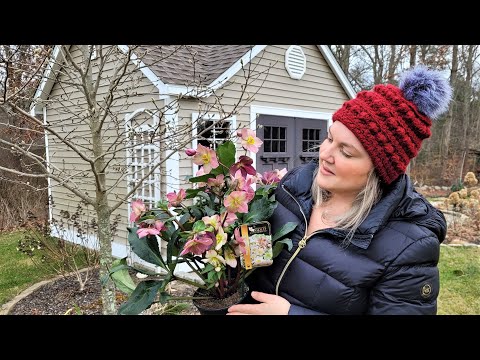 Video: Hellebore Blossom Xim Hloov - Vim Li Cas Kuv Hellebores Hloov Ntsuab