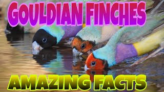 Gouldian Finches  amazing facts