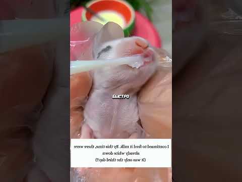 Женщина собиралась пересадить цветы и... 🪴❓#животные #реакция #animals #садоводство