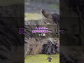 猫好きさん共感注意3選!! #わんこ #雑学#猫#ニャンコ