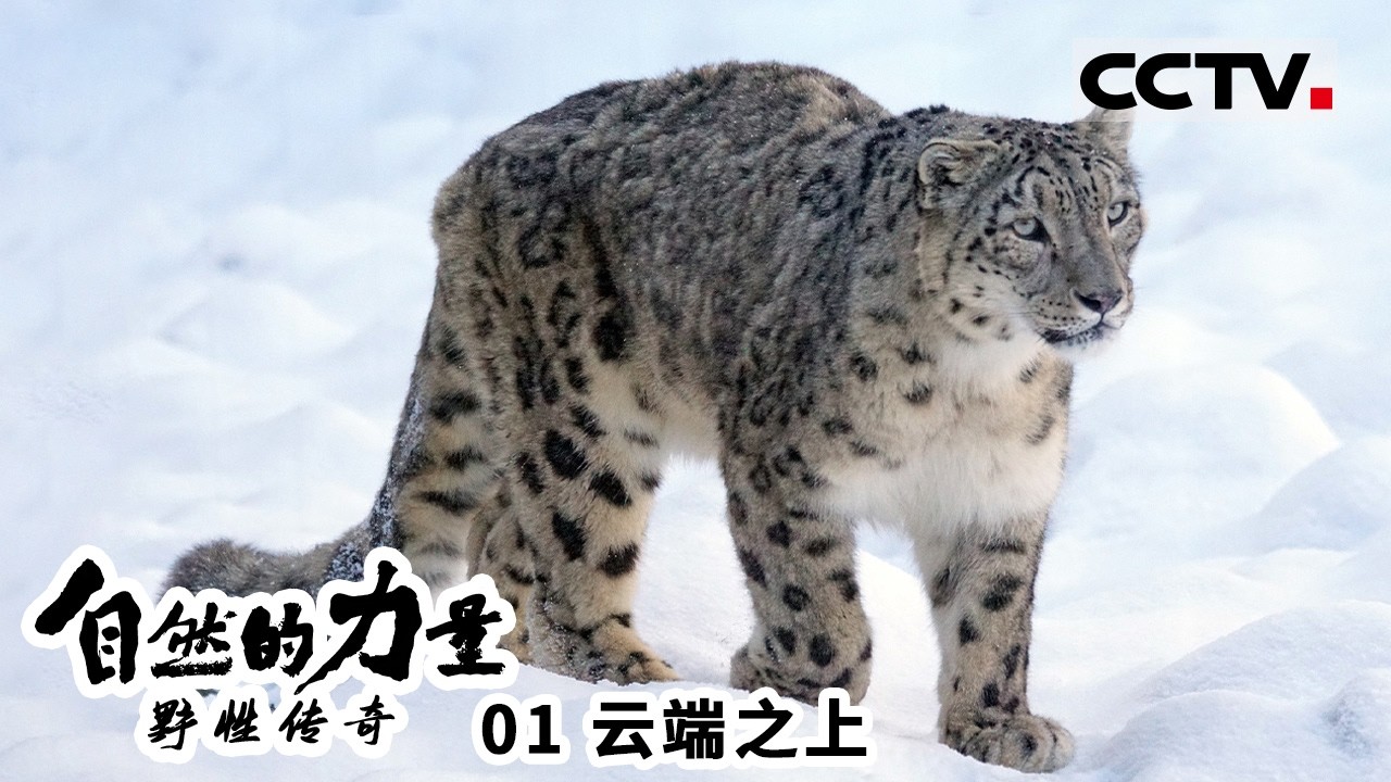 《自然的力量 野性传奇》01 云端之上：地球之巅的生命奇迹 一场与雪豹、野牦牛共舞的生命盛宴【CCTV纪录】