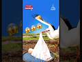 لو حاول اللقلاق حمل طفل ماذا سيحدث Shortvideo Explore Shorts Short لو حاول اللقلاق حمل طفل ماذا سيحدث Shortvideo Explore Shorts Short