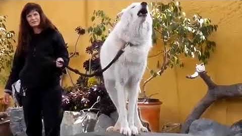 Funny wolf howling