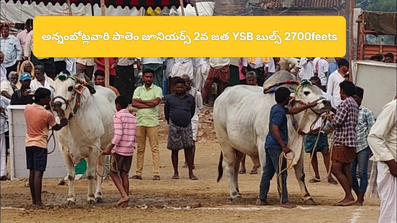 జూనియర్స్ 2వ జత YSB బుల్స్ ఎర్రసాని సుబ్బయ్య గారు పమిడిమర్రు