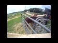 Watusi Bull Jumps Out of Corral