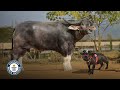 World's SMALLEST and BIGGEST Water Buffalo | Guinness World Records