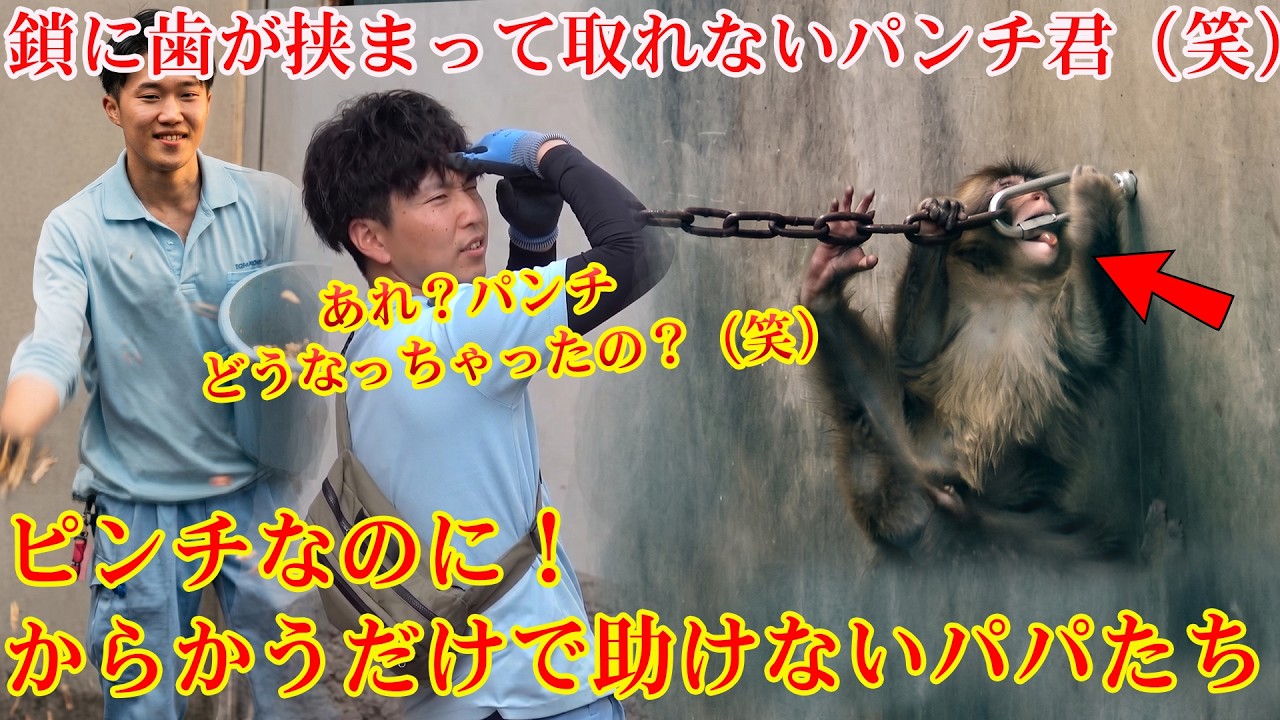 2026年6月5日 パンチくん🐵【ハプニング】ガブッ！…あれ、歯が抜けない