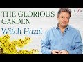 Witch Hazel | The Glorious Garden | Classic FM