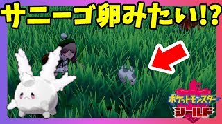 ポケモンソードシールド ガラルサニーゴって卵みたい シールド限定ポケモン Youtube