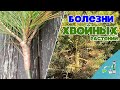 Как лечить хвойные растения