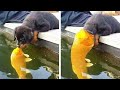 Funniest Animal Moments 2023 😂 Funniest Cats and Dogs 🐶😸 Ep 19 | Cute Buddy