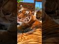 Tiger Lion Best Friends Tiger Lion Best Friends