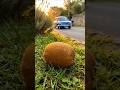 ভুল পথে চলে করেছি পাপ। A Kiwifruit's Full Life Cycle In Cinematic California#humanity#song#gojol#গজল