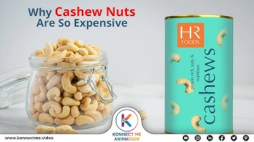 Why Cashew Nuts Are So Expensive |  HR FOODS  Explainer Video by Konnect Me Animation