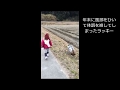 2019柴犬ラッキー