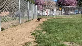 DACHSHUND at THE PARK! ‍♂