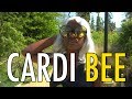 CARDI BEE Cardi B Bickenhead Official Bee Themed Music Video mp3