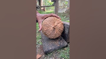 skill of removing a round coconut from its shell