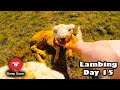 This LAMB’S head is HUGE!!  |  Vlog 15 - Lambing 2021