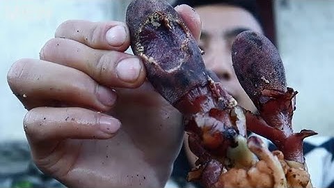 IU MIEN | GIỚI THIỆU NẤM NGỌC CẨU