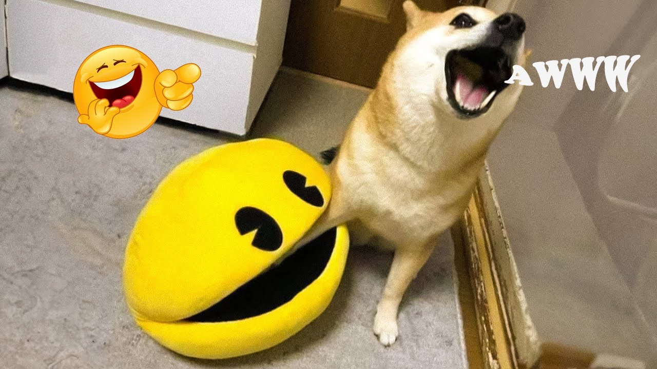 FUNNY DOGS FAILS 2025 🤣 Hilarious Dog Moments That Will Keep You Laughing All Day! 🐾#24