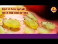 This is how aphids detect food | A chemoreceptive protein analysis with Dr. Dykstra | Part 4 of 4