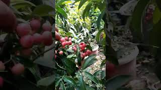 Cherry plant #cherry #gardening #youtube #shorts #
