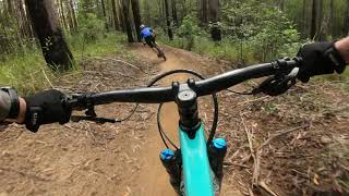 Trailblazer trail at Tewantin MTB