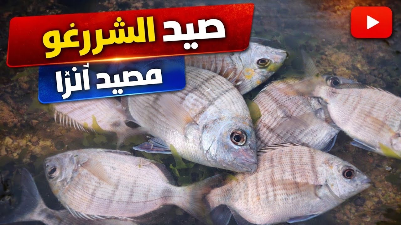 🌊🎣 مغامرة صيد الشرغو شمال أكادير مصيد أنزا 🐟 شوف الحصيلة!