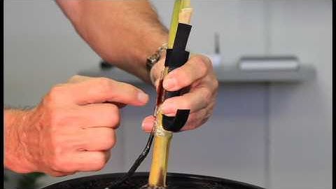 SGEX Sap Flow Sensor installation on corn