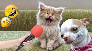 The FUNNIEST Dogs and Cats Shorts Ever 😻🐶 You Laugh You Lose 🤣Part 19