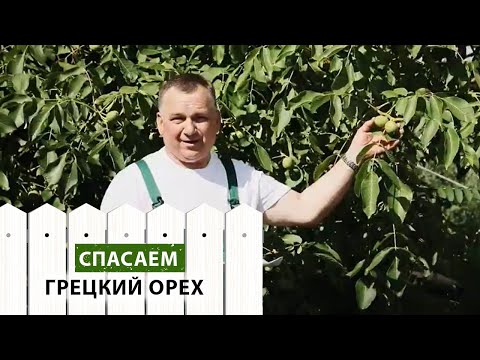 Защищаем ГРЕЦКИЙ ОРЕХ от болезней