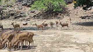 #Deer Park#Dhanbad#Maithon300 deer