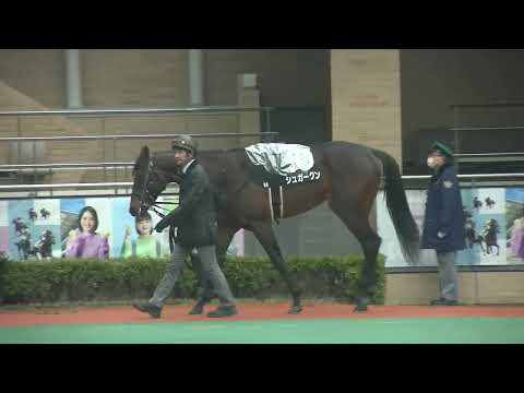 シュガークン パドック単独撮影 大寒桜賞 2024/3/24 中京競馬場 9R