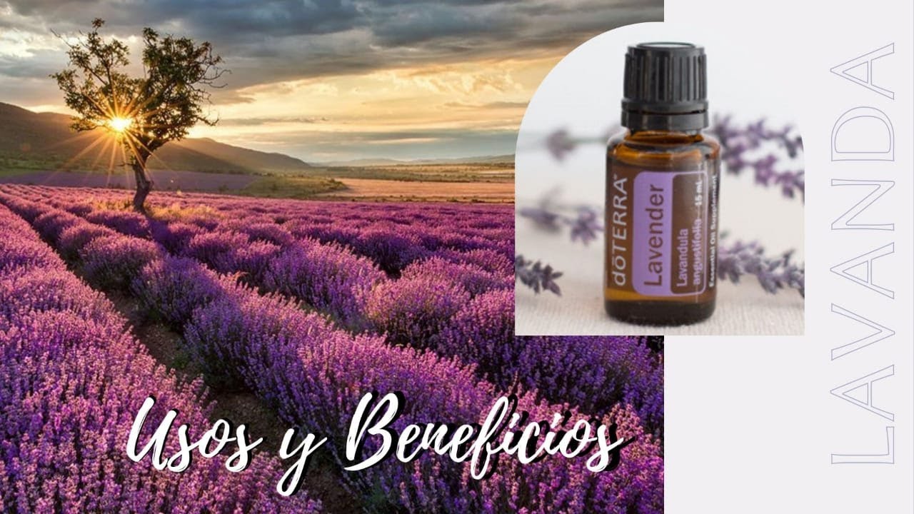 Lavanda usos y beneficios  Aceites esenciales dōTERRA