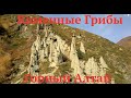 Каменные грибы. Долина Чулышмана. Горный Алтай золотая осень