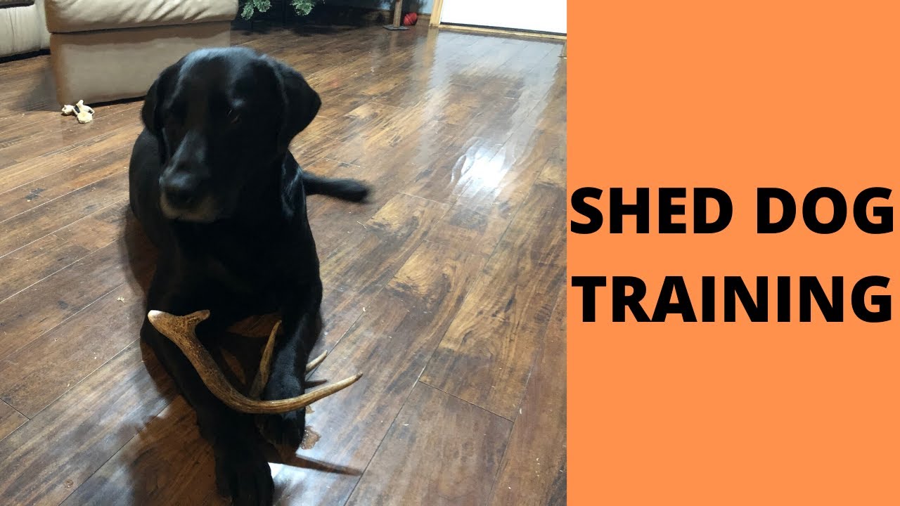 training a shed dog!!!! YouTube