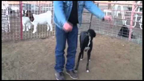 Roy Cox - Basics started on a Greyhound
