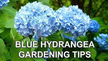 Step by step: How to Turn Hydrangea Flowers Blue