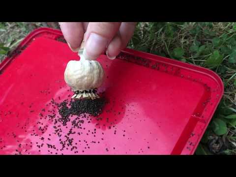 Cum se recoltează semințele de mac?