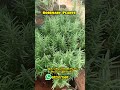 🇷🇴🇸🇪🇲🇦🇷🇾 🆁︎🆂︎ 80 #rosemary #herbal #gardening #plants #new #trending #video #shorts #tamil