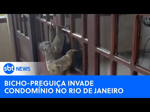 Video bicho-preguica-invade-condominio-no-rio-de-janeiro