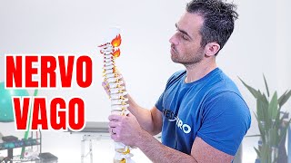 Download Lagu NERVO VAGO: cos'è e come capire se è "infiammato" Download Lagu NERVO VAGO: cos'è e come capire se è "infiammato"