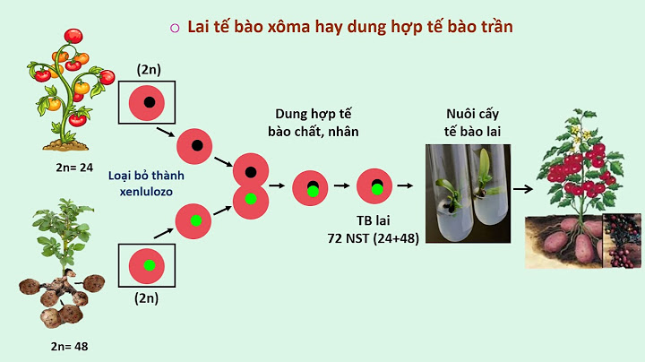 Tạo giống bằng phương pháp gây đột biến là gì năm 2024