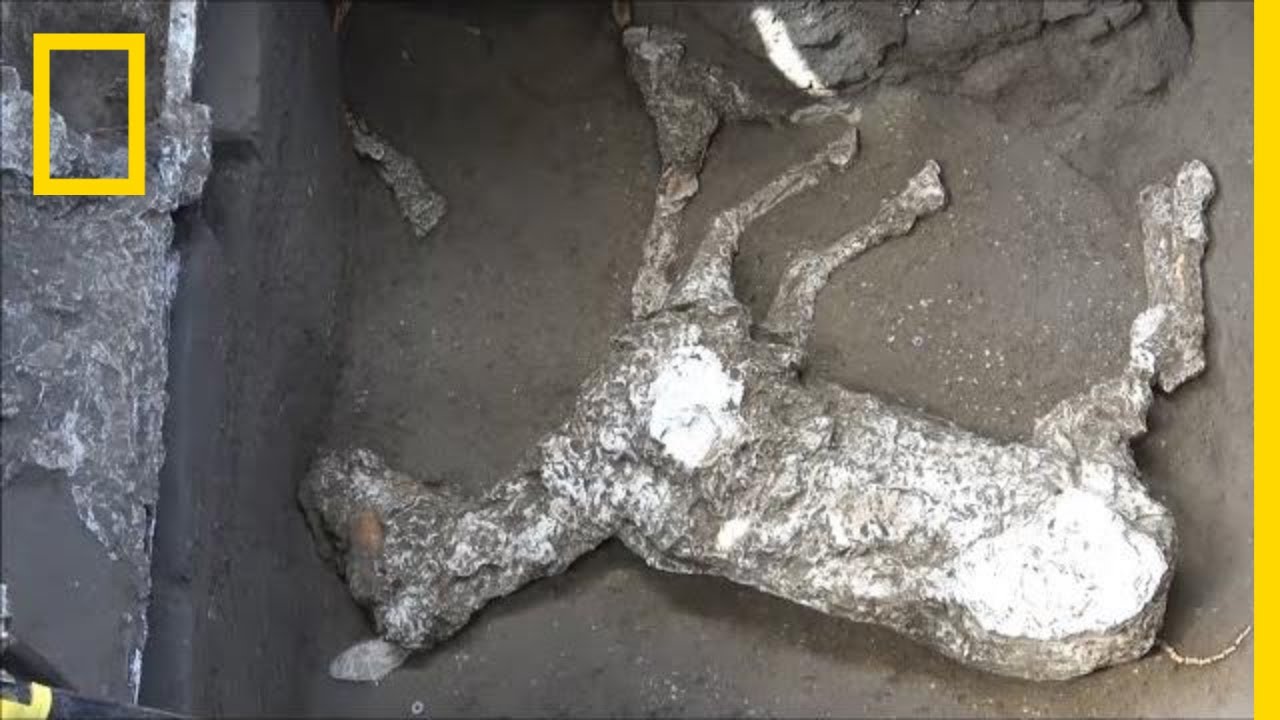 Horses Found in Pompeii May Have Been Harnessed to Flee