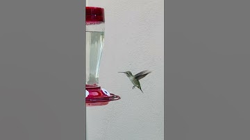 Hummingbird Flying In Slow Motion. #nature #wildlife #animals #hummingbird #
