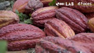 Manejo Integrado de Monilia, Mazorca negra y Escoba de Bruja en plantaciones de cacao