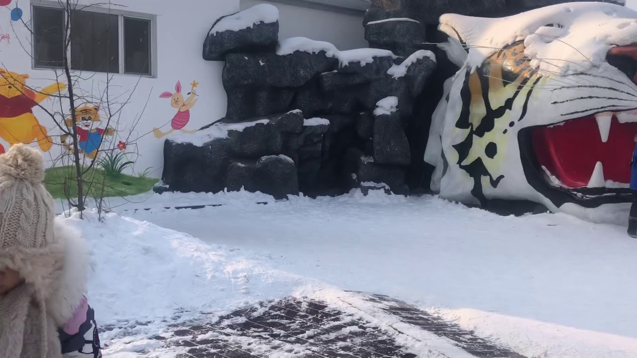 Harbin China Siberian Tiger Nature  Reserve