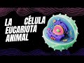 LA CÉLULA EUCARIOTA ANIMAL